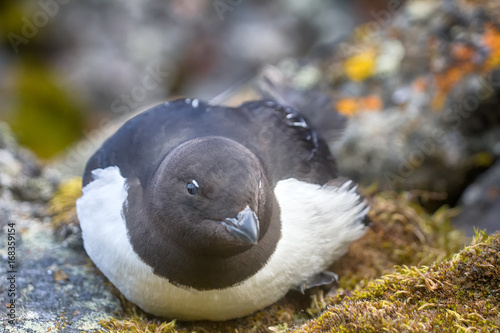 Little auk (dovekey, Alle alle) photo