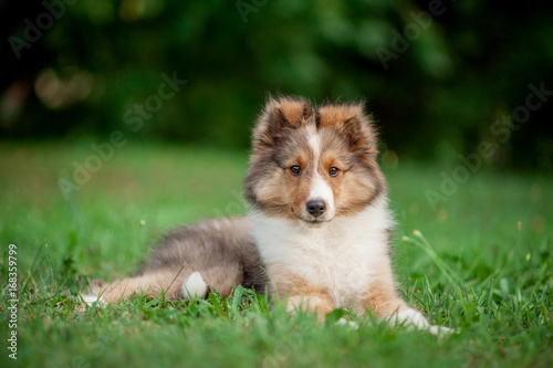 Bilde på lerret Shetland Sheepdog Puppy