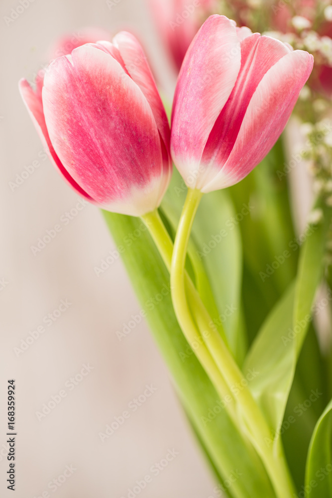two Pink Tulips With Stems Wrapped Around Each Other In A Love Hug two Pink Tulips With Stems Wrapped Around Each Other In A Love Hug