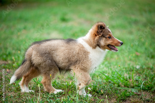 Shetland Sheepdog Puppy