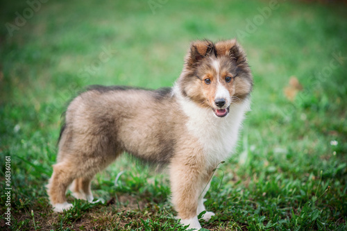 Shetland Sheepdog Puppy