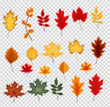 Abstract Vector Illustration with Falling Autumn Leaves on Trans