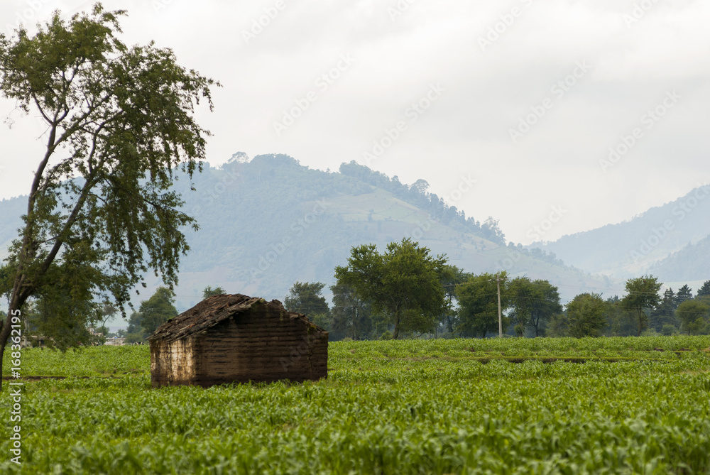 Obraz premium Farmhouse and vegetable and corn fields. Guatemala