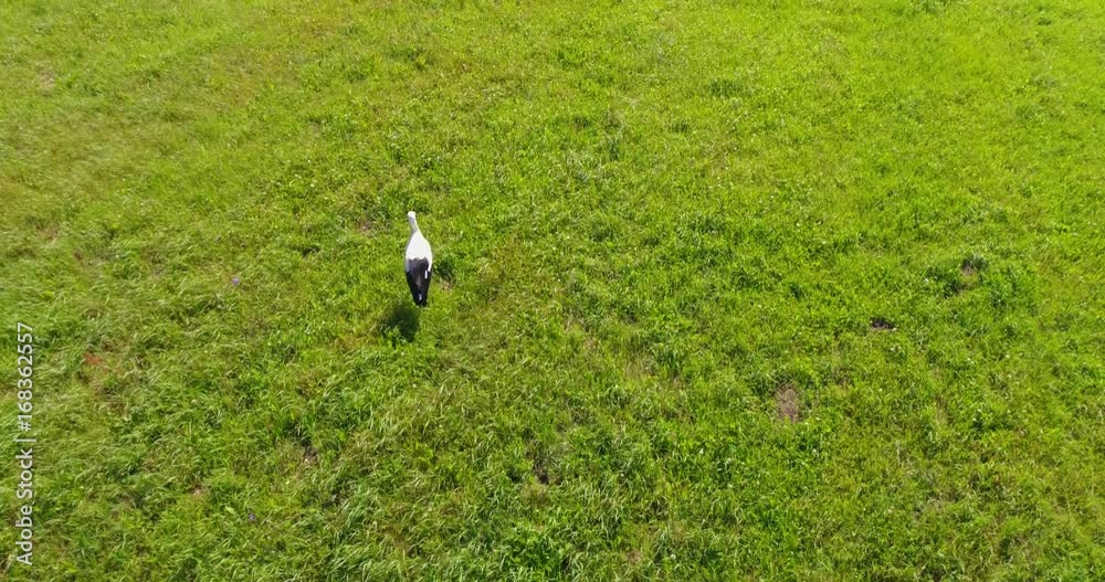 Low altitude aerial following stork bird walking over just cut grass slow and steady flight storks are large long-legged long-necked wading birds with long stout bills. Low altitude aerial following stork bird walking over just cut grass slow and steady flight storks are large long-legged long-necked wading birds with long stout bills.