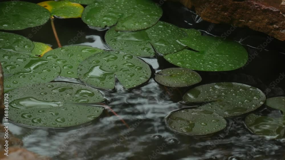 Steady medium shot of lotus or water lily leaves in a small pond wet with dewdrops from the rain and from a fountain