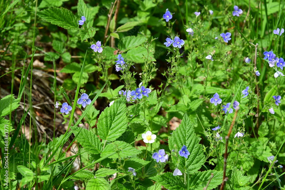Veronica (Occhi della Madonna)