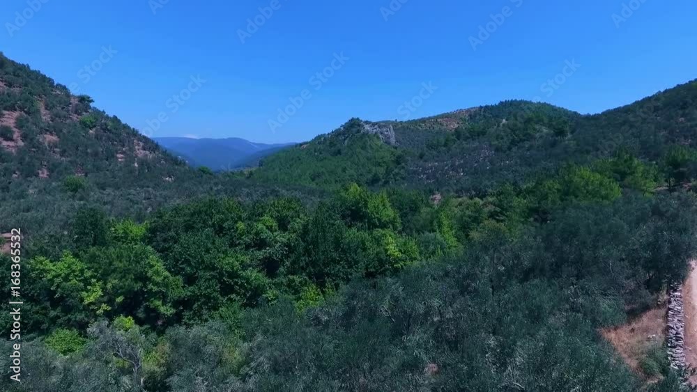 Ida Mountain-Kaz Daglari in Turkey. Olive Tree Branch and Leafs Swinging in the Wind. Olive trees swaying in the wind. HD 1080p drone footage Ida Mountain-Kaz Daglari in Turkey. Olive Tree Branch and Leafs Swinging in the Wind. Olive trees swaying in the wind. HD 1080p drone footage