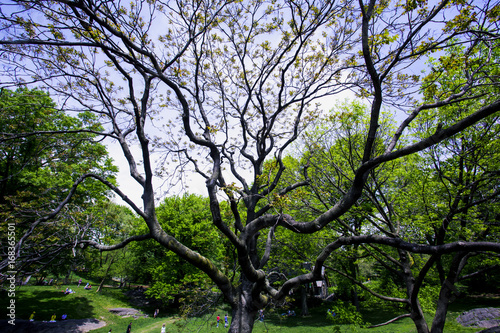 Central Park tree