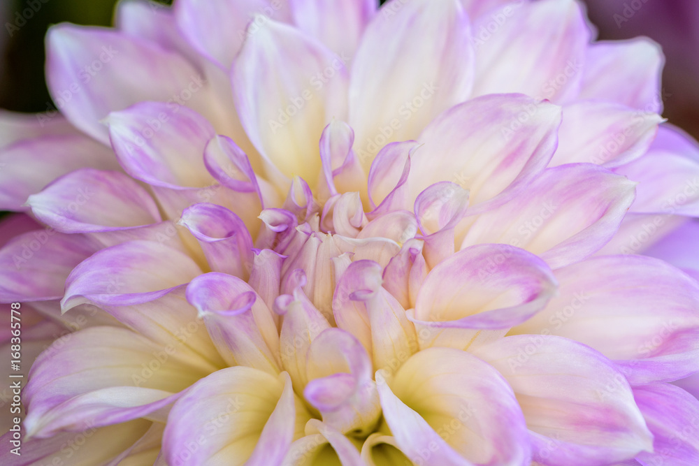 Close-up beautiful flower with purple and white petals of Dahlia hybrid for background