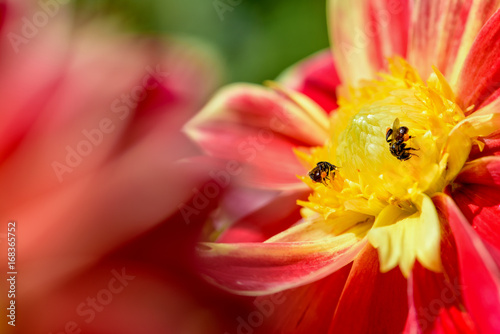Fototapeta Naklejka Na Ścianę i Meble -  Close up two bees looking for nectar on yellow petals middle red flower of Dahlia hybrid