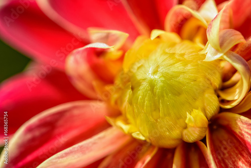 Fototapeta Naklejka Na Ścianę i Meble -  Close up of beautiful group of bright yellow petals middle red flower of Dahlia hybrid