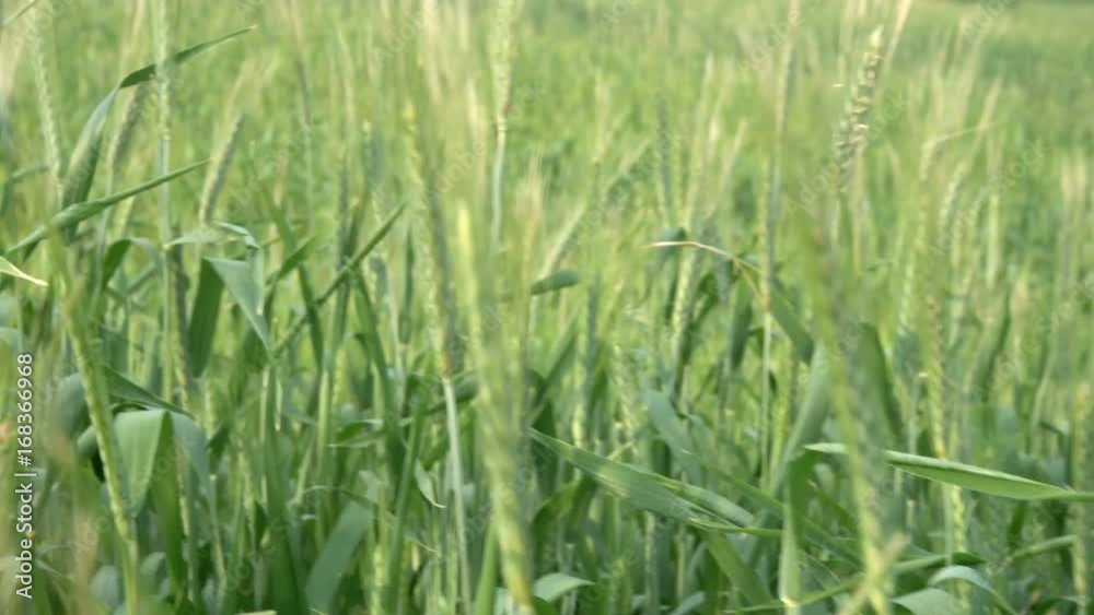 POV Someone moving through high grass in meadow. Green wheat swaying in wind. Field in summer day. POV Someone moving through high grass in meadow. Green wheat swaying in wind. Field in summer day.