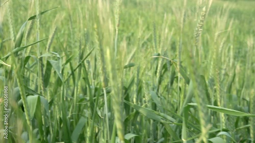 POV Someone moving through high grass in meadow. Green wheat swaying in wind. Field in summer day.