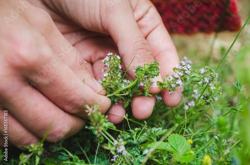 Bilde på lerret Woman's hands picking thyme plant