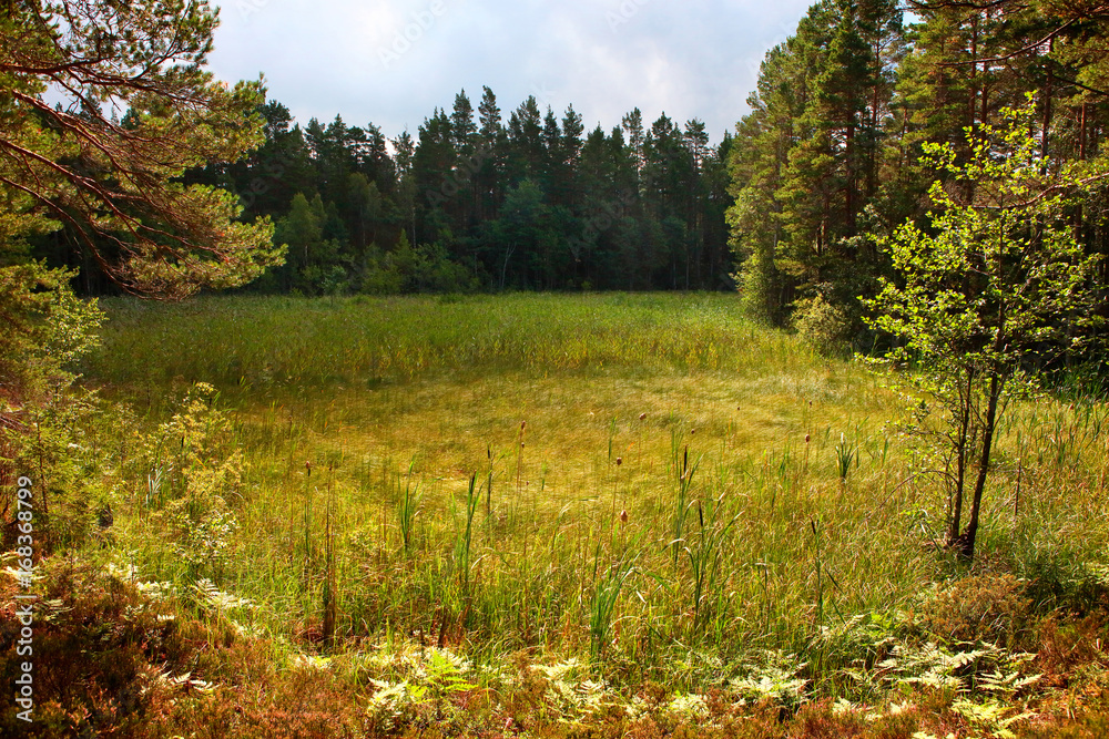 scene of latvian meadow