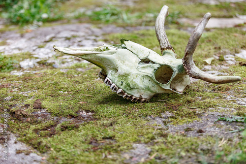 Moose skull on green moss - eye level view