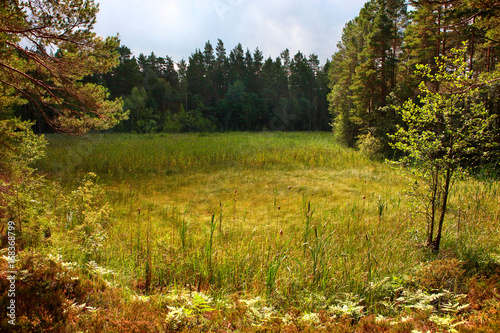 Fototapeta Naklejka Na Ścianę i Meble -  scene of latvian meadow