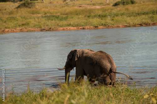 An elephant about to cross a river in Ruaha National Park photo