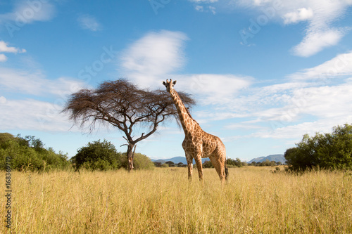Photography A large giraffe grazing in Ruaha National Park