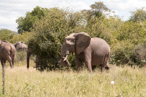 An Elephant near a bush in Ruaha National Park photo