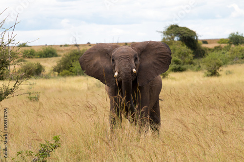 A large elephant in Ruaha National Park photo