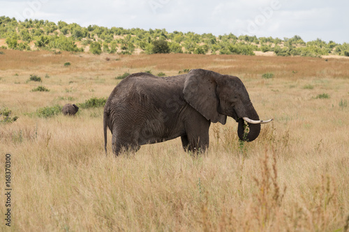 An elephant grazing in Ruaha National Park © Peter