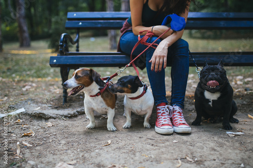 Dog walker with dogs enjoying in park. © hedgehog94