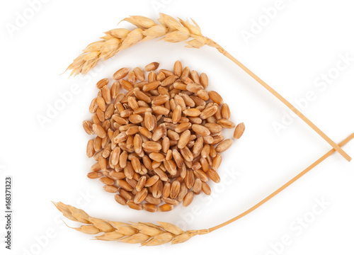Ears of wheat and wheat grains