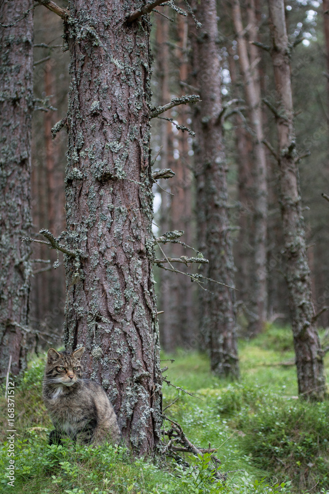 Obraz premium Scottish Wildcat (Felis silvestris Grampia) 