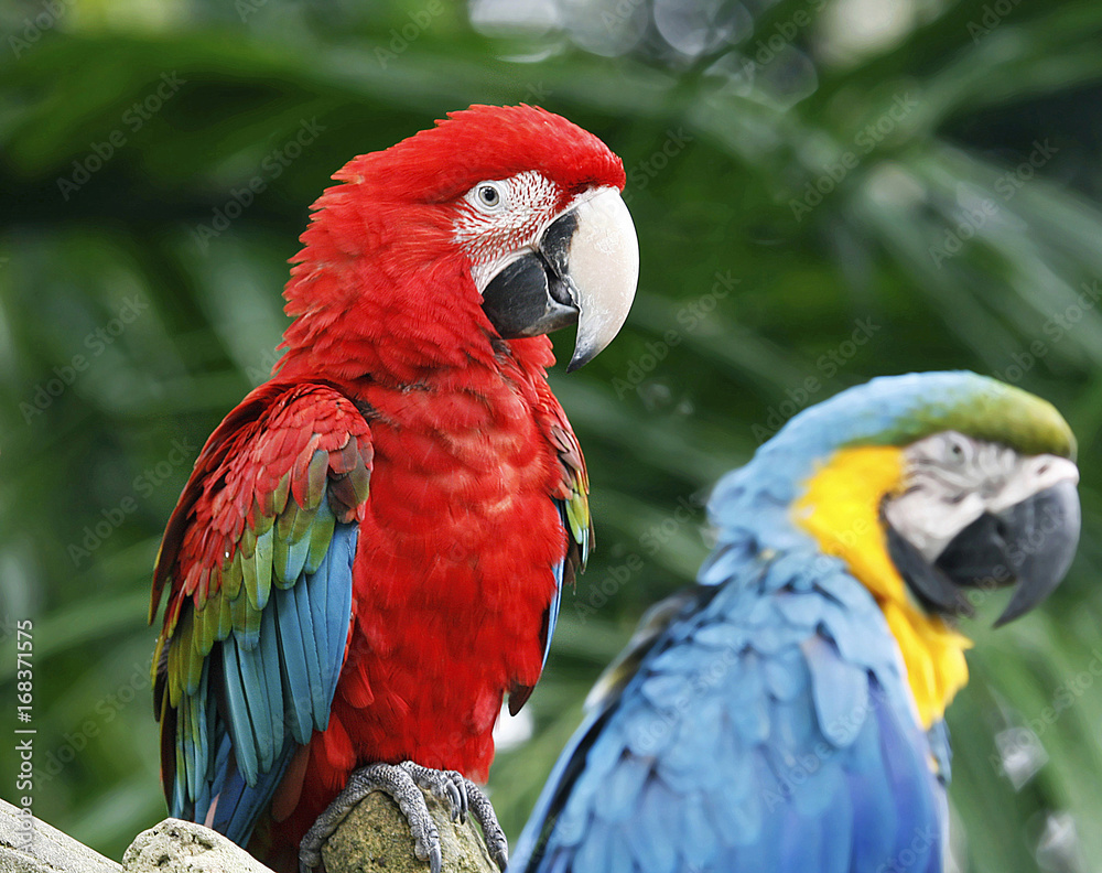 Green-winged Macaw with blurred Blue and Yellow Macaw,Two of beautiful Parrot species 