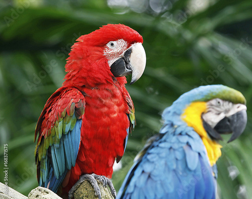  Green-winged Macaw with blurred Blue and Yellow Macaw,Two of beautiful Parrot species  © Charlie Waradee