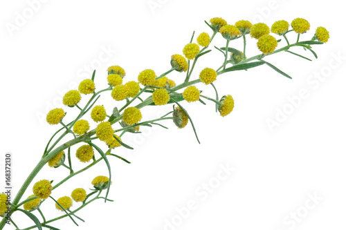 Absinthium (Artemisia absinthium)