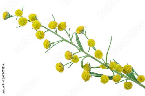 Absinthium (Artemisia absinthium) photo