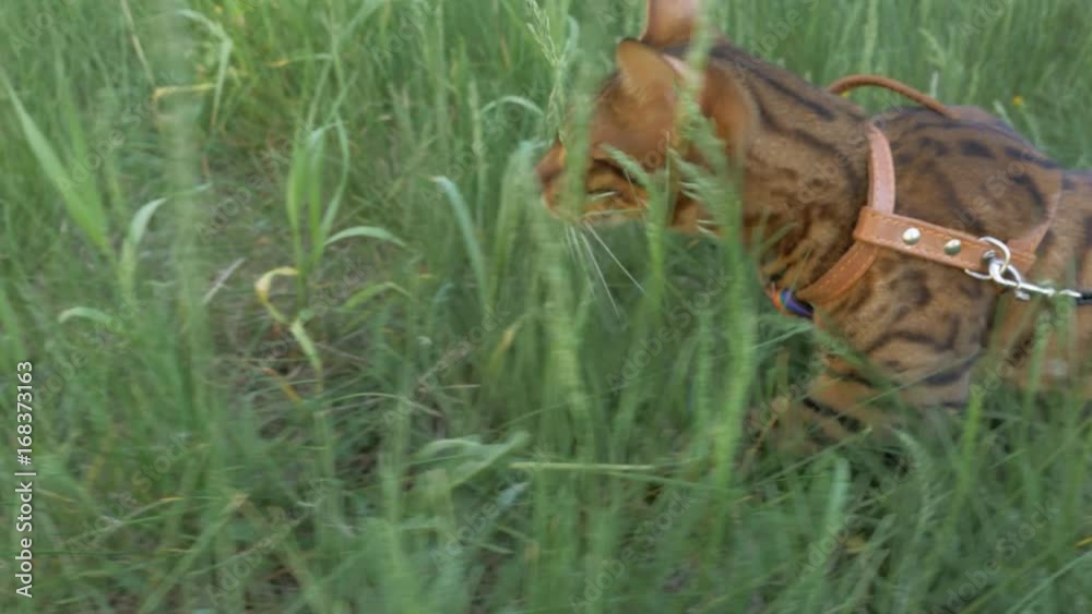 The one cat bengal walks on the green grass. The one cat bengal walks on the green grass.