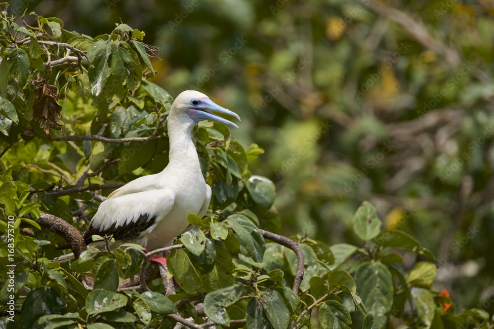 Red-footed Booby (Sula sula) white phase. Halfmoon Caye Audubon Sanctuary, Belize. Red-footed Booby (Sula sula) white phase. Halfmoon Caye Audubon Sanctuary, Belize.
