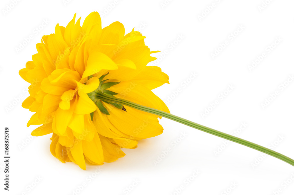 Fotografie Yellow dahlia flower