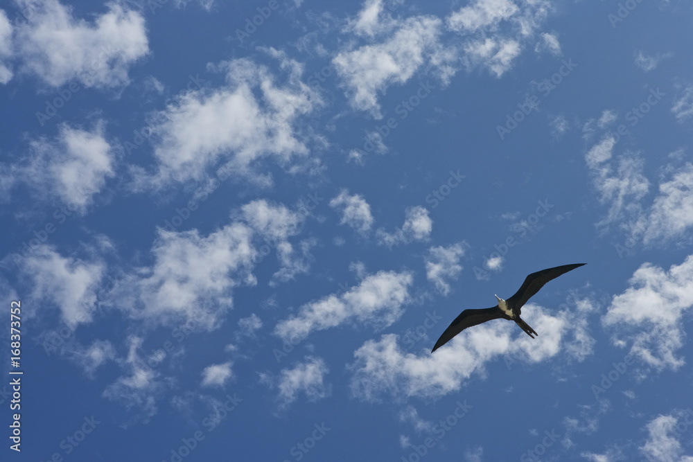 Magnificent Frigatebird (Fregata magnificens) in flight over Halfmoon Caye Audubon Sanctuary, Lighthouse Atoll, Belize, Central America, Caribbean.