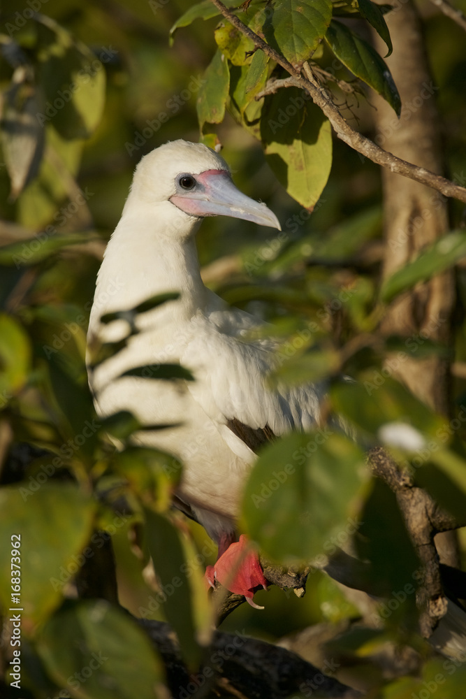Red-footed Booby (Sula sula) white phase. Halfmoon Caye Audubon Sanctuary, Belize. Red-footed Booby (Sula sula) white phase. Halfmoon Caye Audubon Sanctuary, Belize.