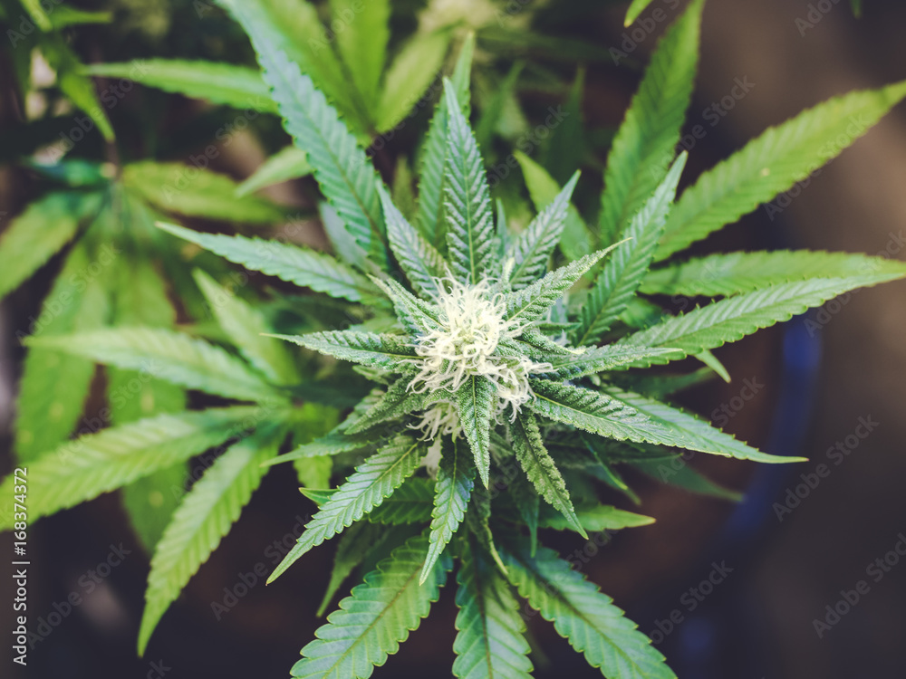 Top of Marijuana Plant with Leaves and Forming Bud in Center