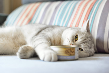 gray shorthair cat and food can