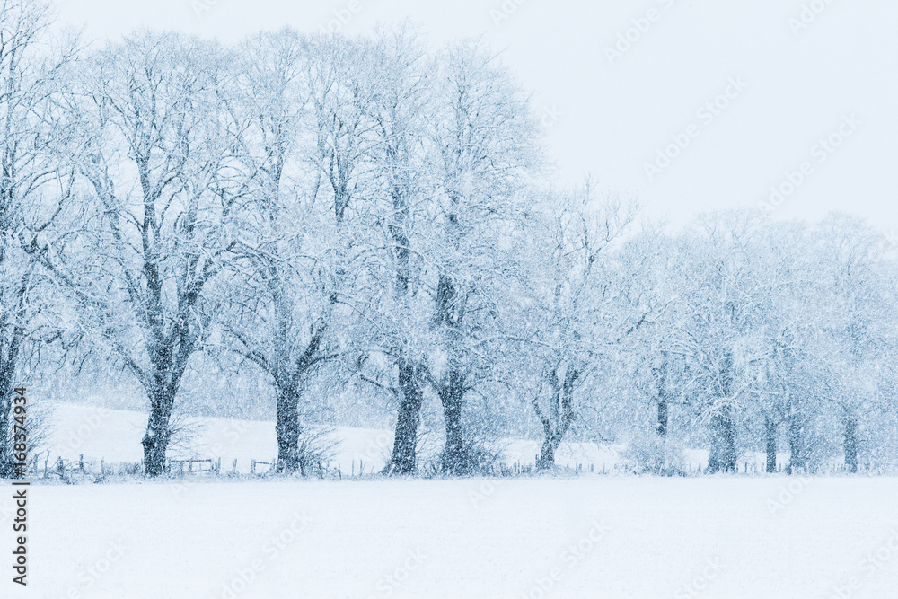 Winter trees Winter trees
