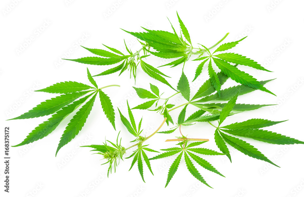 Fototapeta premium Cannabis (marijuana) plants