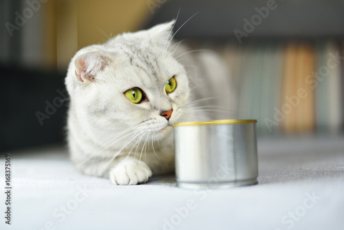 gray shorthair cat and food can