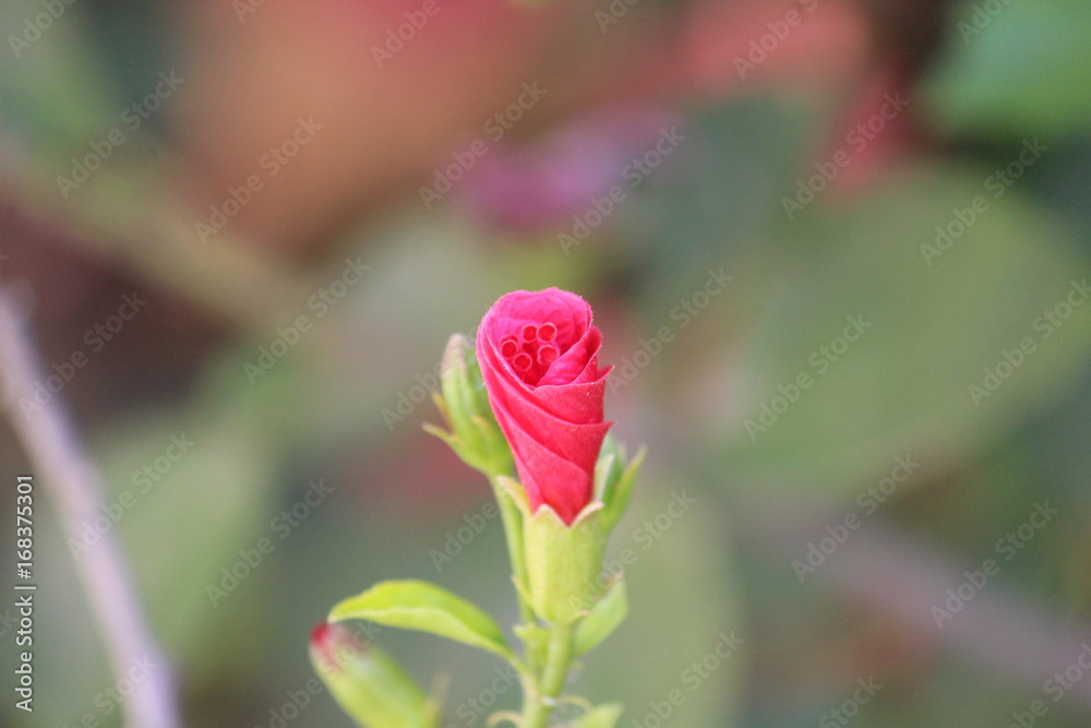 Obraz premium a blossoming flower