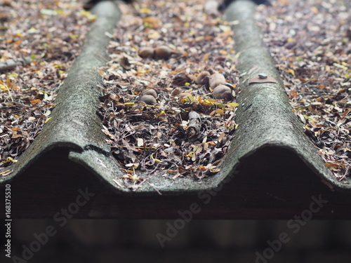 dry tamarind leaf pile up on roof tiles under tamarind tree for long time photo