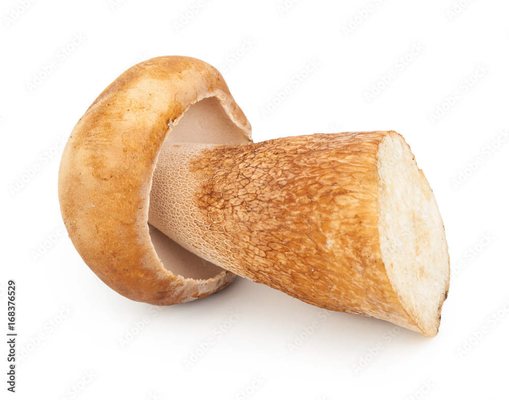 Boletus edulis on white background Boletus edulis on white background