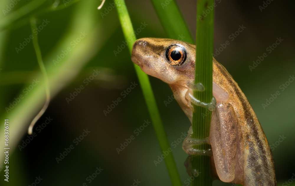 Obraz premium Frog with Tail