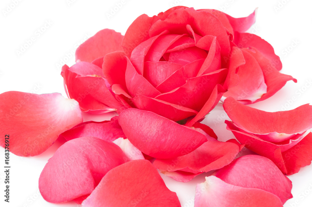 Red rose and petals Red rose and petals
