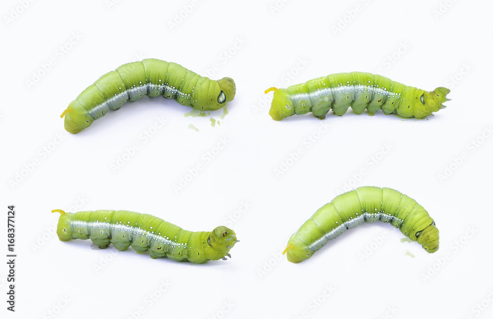 Green worm caterpillars animals isolate on white background Stock Photo
