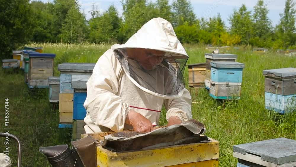 The Beekeeper in australian, canadian, european white suit works with a bee colony, bees on an apiary in a forest, on a clearing. Gets the frame out of the case. The Beekeeper in australian, canadian, european white suit works with a bee colony, bees on an apiary in a forest, on a clearing. Gets the frame out of the case.